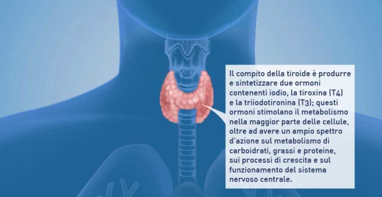 Come è fatta la tiroide e dove si trova