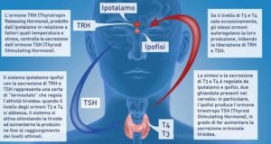Come funziona la tiroide