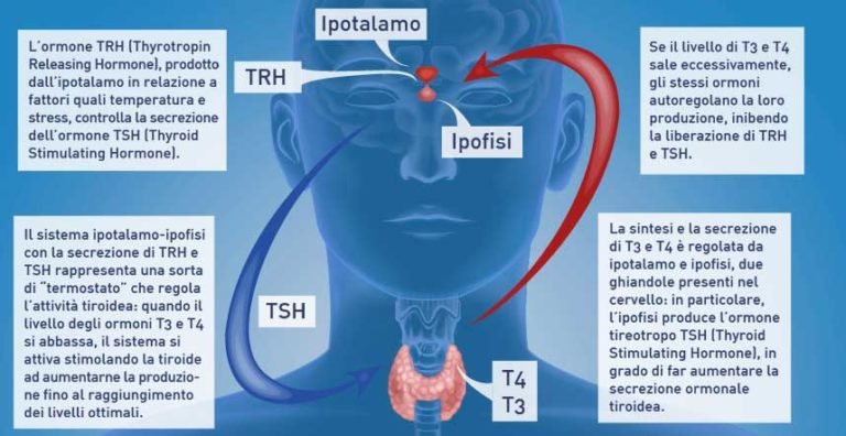 Come funziona la tiroide