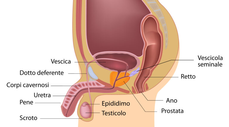 Gli incurvamenti del pene