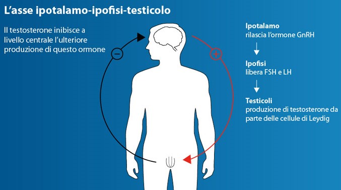 Le gonadotropine: queste (s)conosciute della fertilità