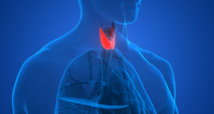 Gli organi bersaglio della tiroide