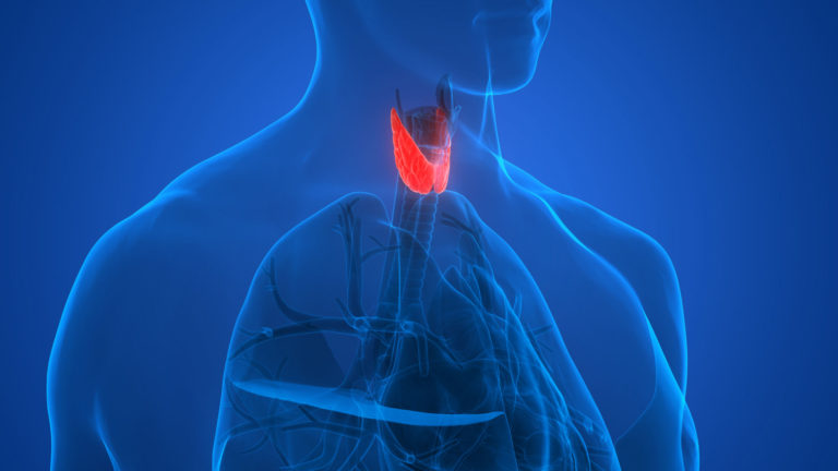 Gli organi bersaglio della tiroide